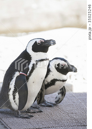 二羽のかわいいケープペンギンの写真素材