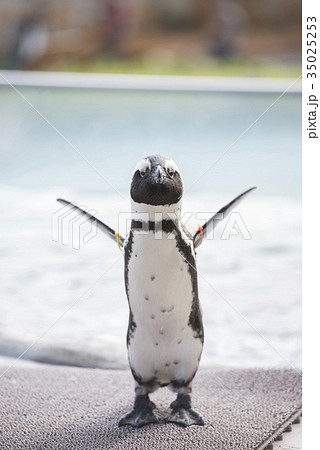 羽をパタパタさせるかわいいケープペンギンの写真素材