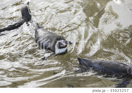 泳ぐかわいいケープペンギン 35025257