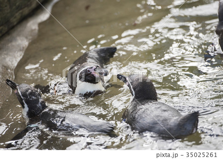 泳ぐかわいいケープペンギン 35025261