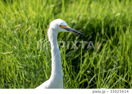 The Snowy Egret is Fishing at Malibu Lagoon 35025614