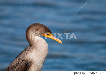 The Double-crested Cormorant Perching  35025627