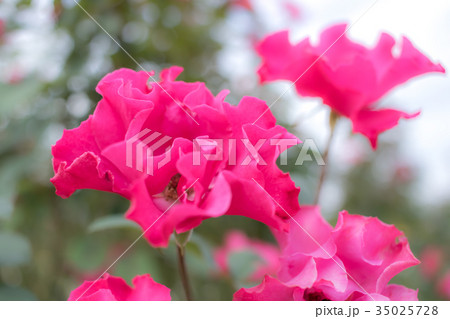 Permanent Wave; Floribunda Rose, Pink Rose Permanent Wave; Floribunda Rose, Pink Rose 35025728