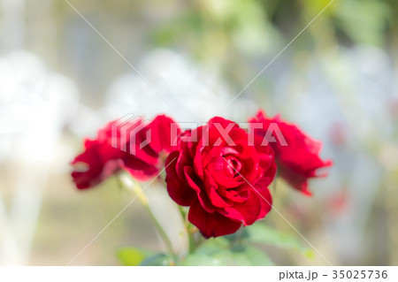 Lavaglut; Floribunda Rose, Red Rose  35025736