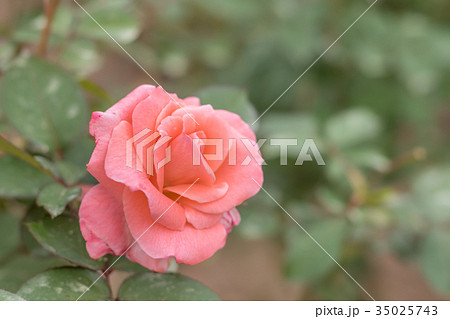 Sonia; Hybrid Tea Rose, Pink Rose Originally 35025743