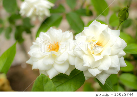Iceberg; Floribunda Rose, White Rose Originally  35025744