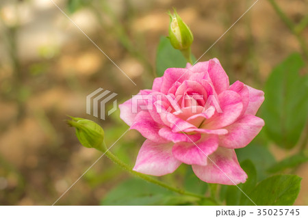 Brilliant Pink Iceberg; Floribunda Rose, Pink Rose 35025745