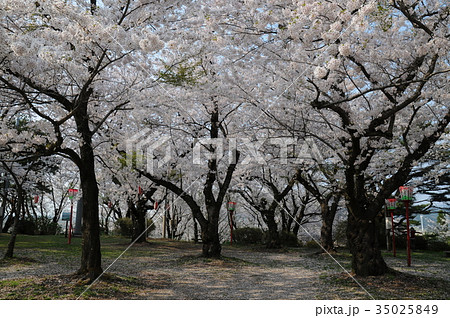 楯山公園の満開の桜 楯山公園の満開の桜 35025849
