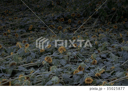 The Dead Sunflowers after Typhoon in Japan The Dead Sunflowers after Typhoon in Japan 35025877