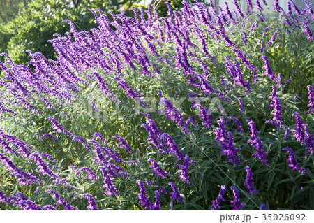 アメジストセージの丘 アメジストセージの丘 35026092