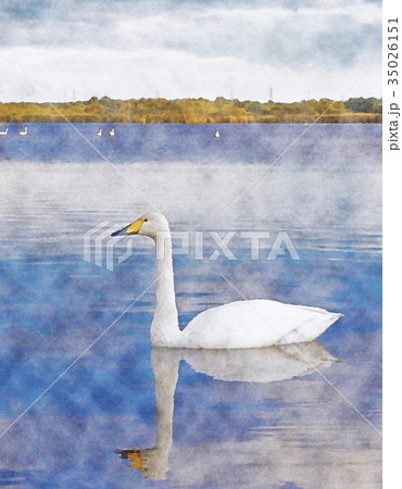 白鳥 水彩画のイラスト素材 [35026151] - PIXTA