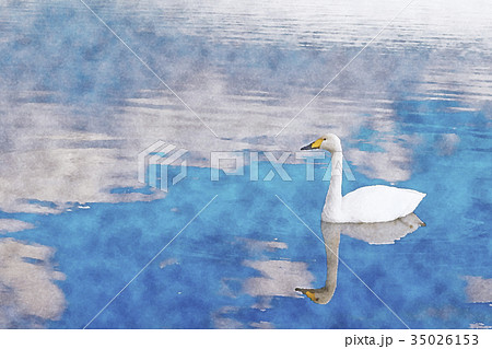 白鳥 水彩画のイラスト素材 [35026153] - PIXTA
