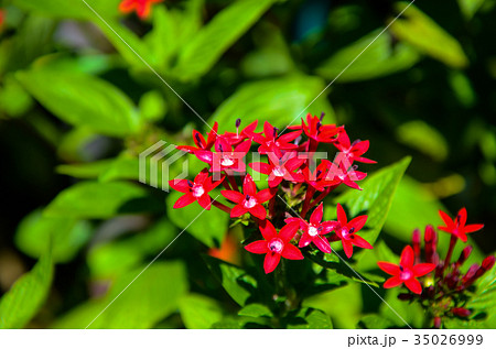 木の葉 葉 草の葉 35026999