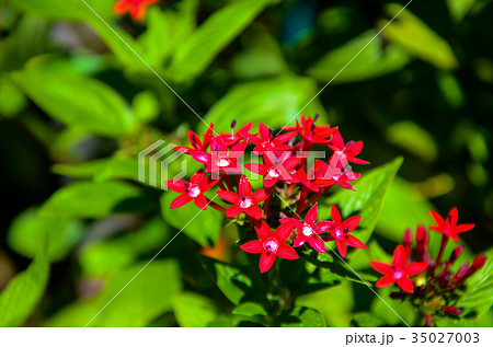 木の葉 葉 草の葉 35027003