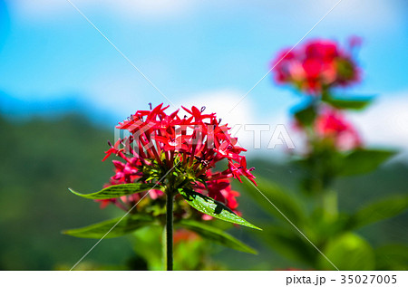木の葉 葉 草の葉 35027005