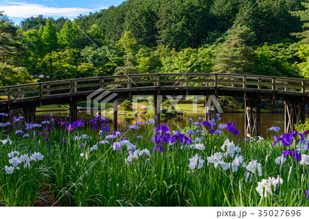 花しょうぶ園 35027696