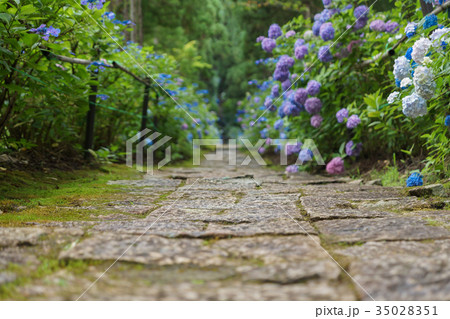 紫陽花の散歩道 35028351