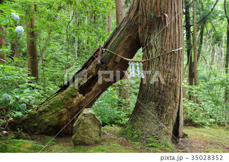 自然の力 2つの木が合体して1つになる 35028352