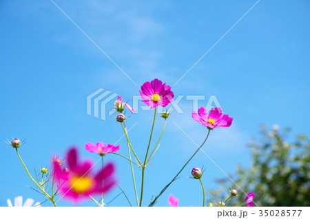 コスモス 35028577