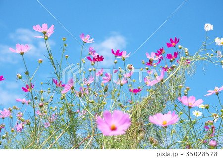 コスモス 35028578