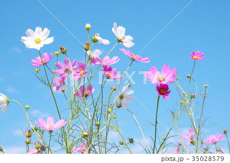 コスモス 35028579