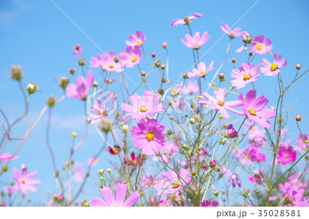 コスモス 35028581