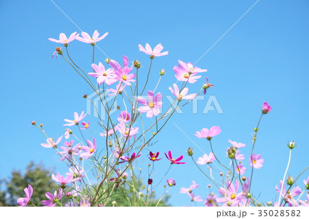 コスモス 35028582