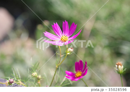 コスモス 35028596