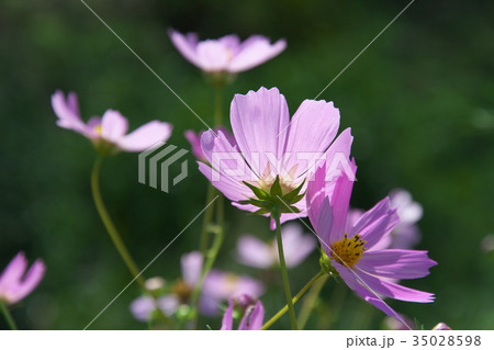 コスモス 35028598