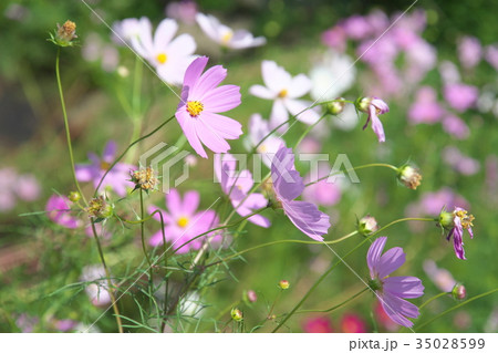 コスモス 35028599