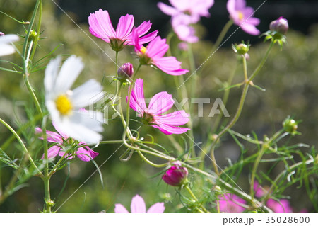 コスモス 35028600