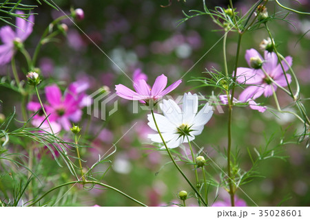 コスモス 35028601