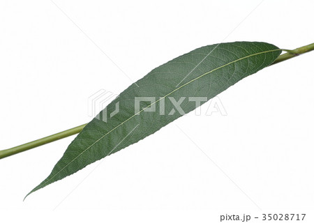 Willow leaf isolated on white background 35028717