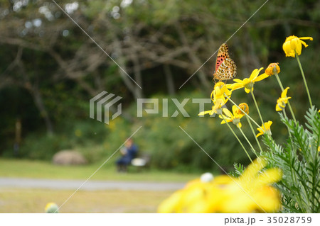 公園のツマグロヒョウモン蝶 公園のツマグロヒョウモン蝶 35028759