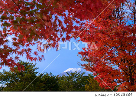 パインズパーク（諏訪の森自然公園）の紅葉 35028834