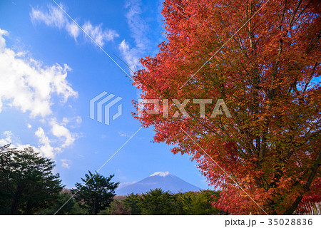 パインズパーク（諏訪の森自然公園）の紅葉 35028836