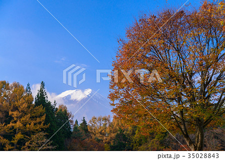 パインズパーク(諏訪の森自然公園)の紅葉 パインズパーク(諏訪の森自然公園)の紅葉 35028843