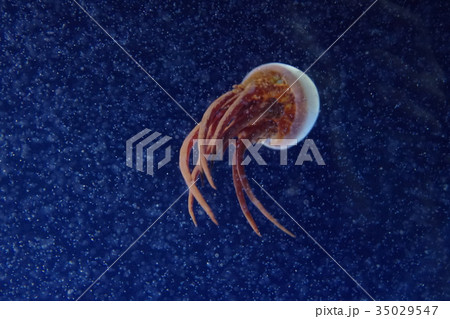 ビゼンクラゲ 35029547