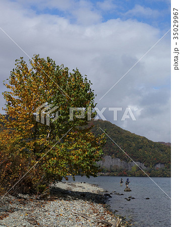 紅葉 十和田湖畔 風景 ニジマス釣り解禁 35029967