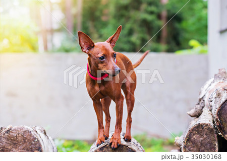 Portrait of red miniature pinscher dog 35030168