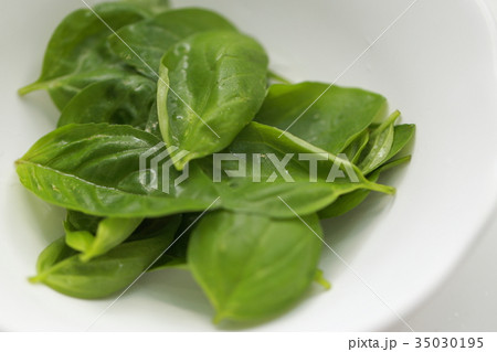 バジル (食べ物 ハーブ フレッシュ イタリアン 植物 葉っぱ 皿 器 食器 野菜 香り 食材) 35030195