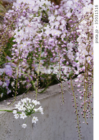 アリウム・コワニー 35031516