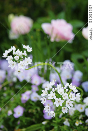 アリウム・コワニー 35031537