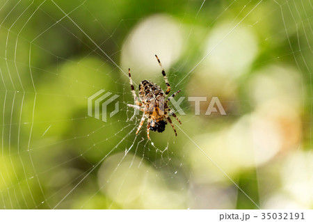 Orb-weaver spider on the forest 35032191