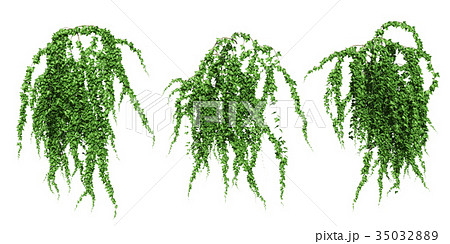 ツタ セット ツタ セット 35032889