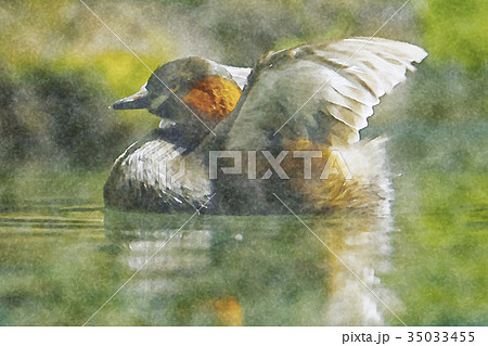 カイツブリ 水彩画 35033455