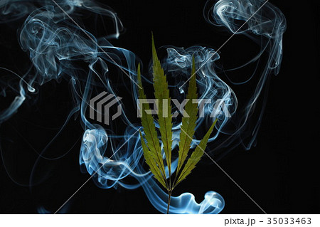 green cannabis leaf on a black background 35033463