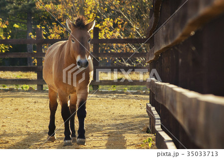 Przewalski's horse in the zoo autumn, front view Przewalski's horse in the zoo autumn, front view 35033713