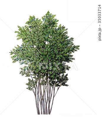 アオハダ アオハダの精密植物画 青膚 アオハダ アオハダの精密植物画 青膚 35033714