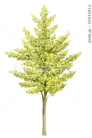 イチョウ　銀杏のスケッチ　精密植栽画　銀杏のイラスト 35033911
